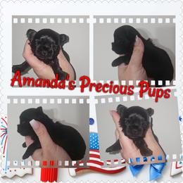 Zoe(TINY) - Black and tan female Yorkshire Terrier puppy in Wartburg, Tennessee from Amanda's Precious Pups