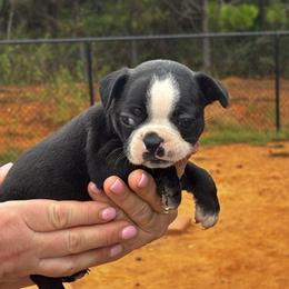 Princess - Black and white female Boston Terrier puppy in Covington, Georgia from Tuxedo Bostons of Atlanta