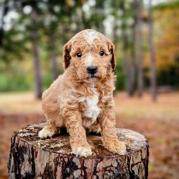 Jupiter - Apricot male Goldendoodle puppy in Pittsburg, Texas from Grace Springs Goldendoodles
