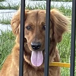 Cali - Golden Retriever