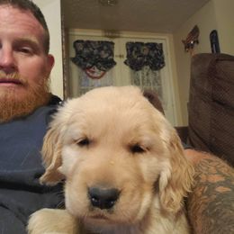 Golden Retriever Puppies from Double Down Retrievers