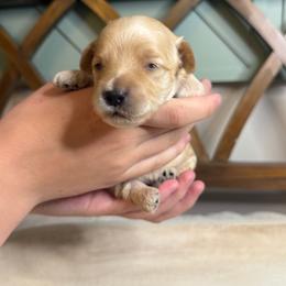 Hiccup - Apricot male Goldendoodle puppy in Layton, Utah from Gracious Doodle Dogs