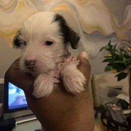 Chinese Crested Puppies from Chinese Crested