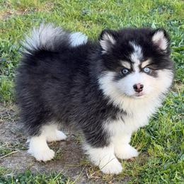 Bobo - Black and white male Pomsky puppy in Mc Minnville, Oregon from West Coast Pomskies