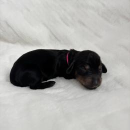 Adira - Black and cream female Dachshund puppy in Las Vegas, Nevada from WienerDoxieQuad