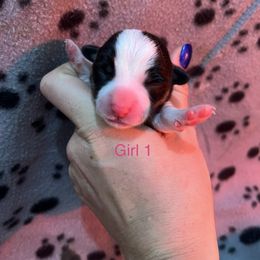 Girl 1 - Black and tan Pembroke Welsh Corgi puppy in Binghamton Area, New York from JFF Scenic Woodrows Winnie