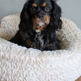 Jewel - Cavalier King Charles Spaniel