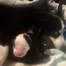 Zero - Black & white male Miniature Australian Shepherd puppy in Interlachen, Florida from Lucky Bones Miniature Australian Shepherds