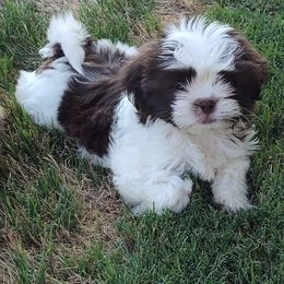 Boy 1 - Shih Tzu puppy from R&R Shih-Tzus & Stud Services