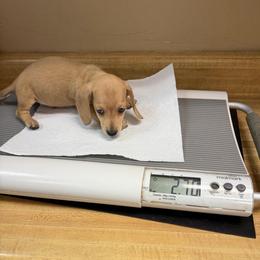 Bandit - Cream male Dachshund puppy in Irving, Texas from DFW Dachshunds by G & S