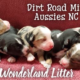 Miniature Australian Shepherd puppies from Dirt Road Mini Aussies