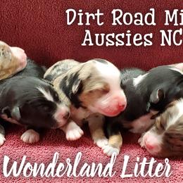 Miniature Australian Shepherd puppies from Dirt Road Mini Aussies