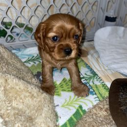 Cavalier King Charles Spaniel Puppies from Cassie’s Cavaliers