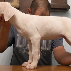 Dogo Argentino Puppies from De la Fuerza de Dios
