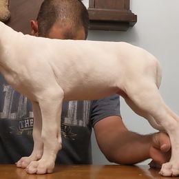 Dogo Argentino Puppies from De la Fuerza de Dios