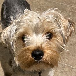 Sekani - Yorkshire Terrier