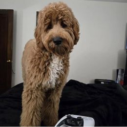 Bernedoodle, Goldendoodle, and Labradoodle All Grown Up from Only Doodles!