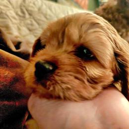 Vino - Ruby male Cavalier King Charles Spaniel puppy in Watsontown, Pennsylvania from Huntsman Cavaliers