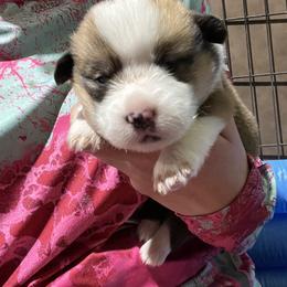 Pembroke Welsh Corgi Puppies from 4G Farms Corgi’s