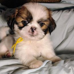 Domino - Tricolor male Shih Tzu puppy in Memphis, Tennessee from Thorntons Fur Crew