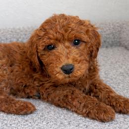 Saint - Red  male Goldendoodle puppy in South Jordan, Utah from Wasatch Pup
