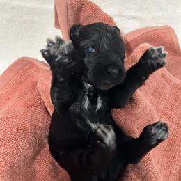 Orange female is reserved - Black female Portuguese Water Dog puppy in Des Moines, Iowa from Stacy's PWD Portuguese Water Dogs