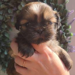 Lightening McQueen - Red male Shih Tzu puppy in Jenks, Oklahoma from Northstar Shih Tzu
