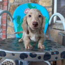 Charlie - Cream male Dachshund puppy in Hawley, Texas from Foxy’s Dachshunds & Toy Aussies