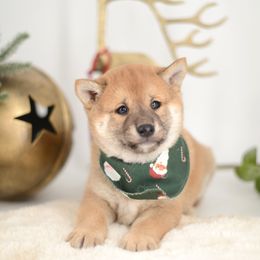 Ben -FULL AKC REGISTRATION- - Red male Shiba Inu puppy in Neosho, Missouri from Kenny Cave K9s