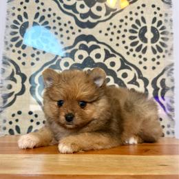 Rusty AKC Merle Male - Orange sable male Pomeranian puppy in Las Vegas, Nevada from POM SOCIETY