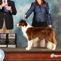 Ariel - Border Collie