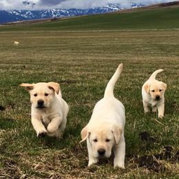 Labrador Retriever Puppies from Lonedove Kennels