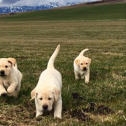 Labrador Retriever Puppies from Lonedove Kennels