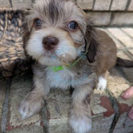 Twix - Gold sable female Havanese puppy in Mocksville, North Carolina from A New Hope Havanese