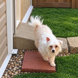 Ratt - White female Chinese Crested puppy in Rockvale, Tennessee from Cosmic Chinese Cresteds & Wind-Echo Poodles