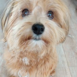 Remi - Havanese