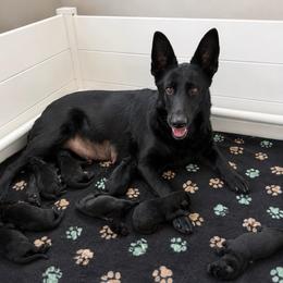 Victory - Black female German Shepherd puppy in Beaverdam, Virginia from Mayhew German Shepherds (formerly B&R Kennel)