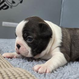Wizard - Black brindle and white male Boston Terrier puppy in Youngstown, Pennsylvania from Kingston Boston Terriers