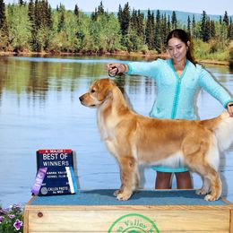 Golden Retriever Puppies from Sheaman Farm