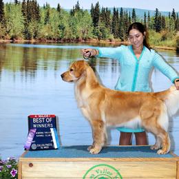 Golden Retriever Puppies from Sheaman Farm
