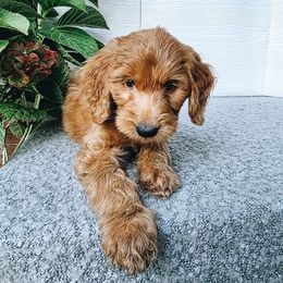 Mad Hatter - Red  male Goldendoodle puppy in Everett, Washington from Big Top Doodles