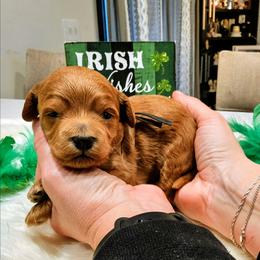 Mack - Red  male Goldendoodle puppy in Forest, Ohio from Mini Doodle Buddies
