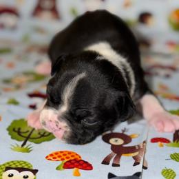 Grey ribbon - Black and white male Boston Terrier puppy in Cedar Hill, Texas from Baldwins Boston Terriers