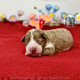 Elsa - Chocolate merle female Bernedoodle puppy in Owasso, Oklahoma from Kallams Bernedoodles & Bernese Mountain Dogs