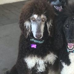 Poodles from Precisely Poodles