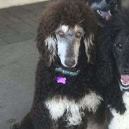 Poodles from Precisely Poodles