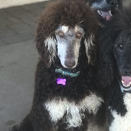 Poodles from Precisely Poodles
