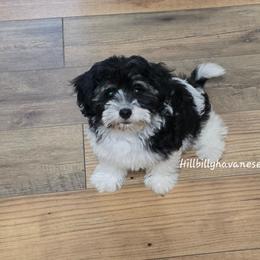 Moomoo - Black and white female Havanese puppy in Batesville, Arkansas from Hillbilly Havanese