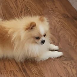 Pomeranians from Jerrimiah's Pomeranians