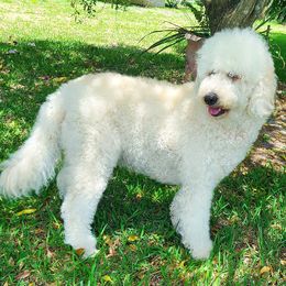 Goldendoodles from Boca Goldendoodles